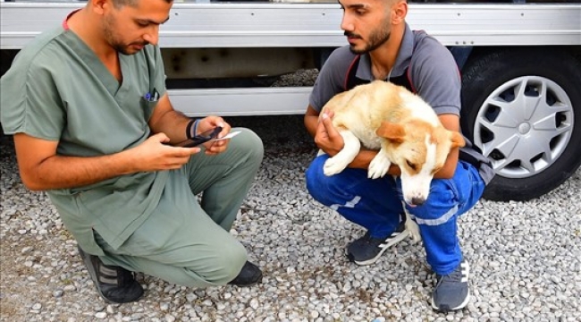 İzmir’de bir yılda 25 bin kedi ve köpek kısırlaştırıldı