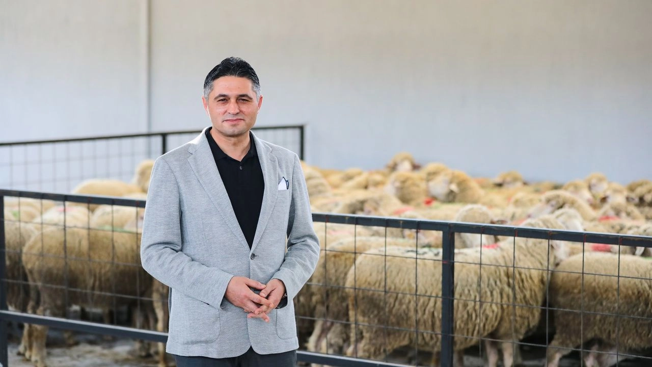 Aliağa'da Damızlık Koyun Üretim Merkezi’nde sayı gün geçtikçe artıyor!