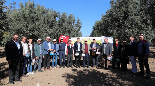 Aliağa’da 3. Zeytin Hasat Şenliği Düzenlendi