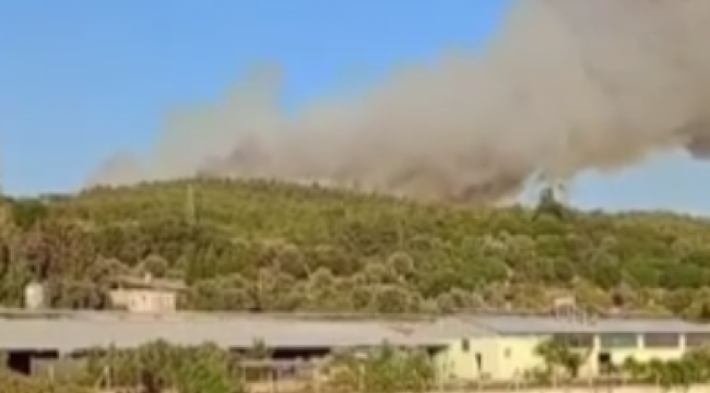 İzmir’de ormanlık alanda yangın