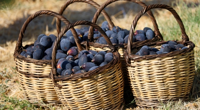 Türkiye'nin incirdeki yeni yıldızı